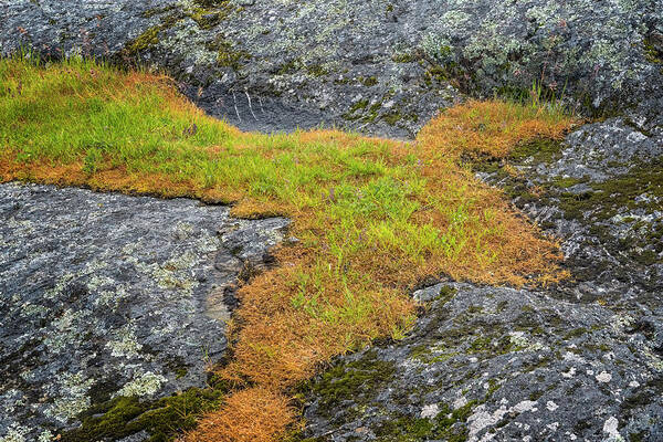 Oregon Coast Art Print featuring the photograph Rock And Grass by Tom Singleton