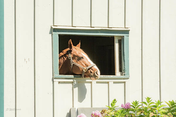 Horse Art Print featuring the photograph Rogers World by Pamela Williams