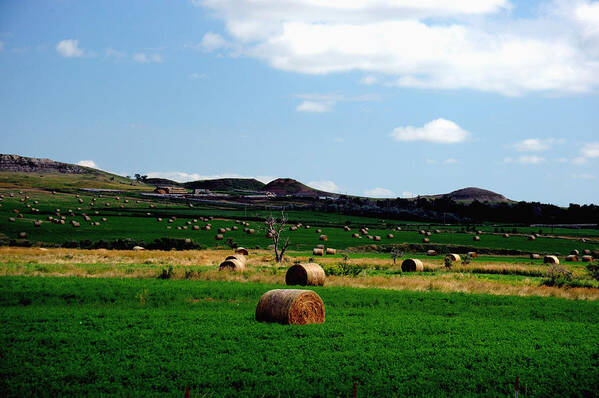 Photograph Art Print featuring the photograph Rolling Pasture by Richard Gehlbach