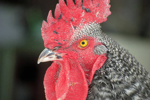 Chicken Art Print featuring the photograph Rooster Named Brute by Troy Stapek