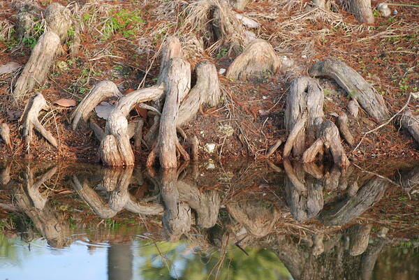 Roots Art Print featuring the photograph Rooted Reflections by Rob Hans