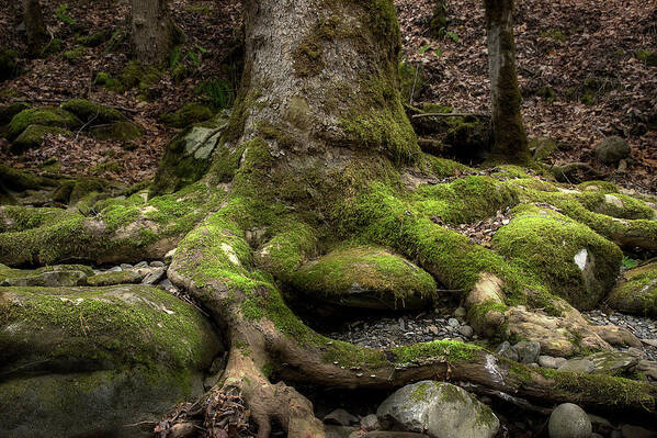 Roots Art Print featuring the photograph Roots Along The River by Mike Eingle