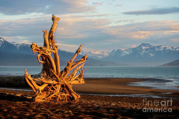 Roots Art Print featuring the photograph Roots at Sundown by David Arment