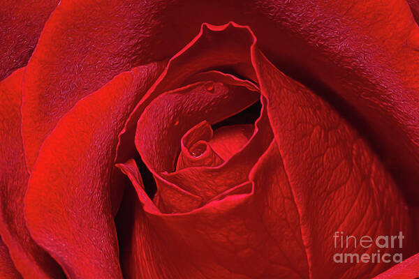 Close Up Art Print featuring the photograph Rose Bud by Ray Shiu