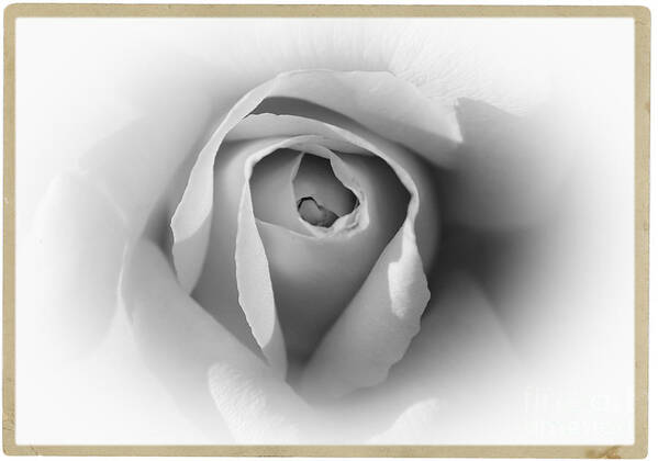Rose Art Print featuring the photograph Rose - High Key by Stefano Senise