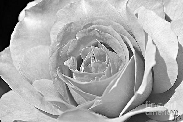 Rose Art Print featuring the photograph Rose In Black And White by Mindy Bench