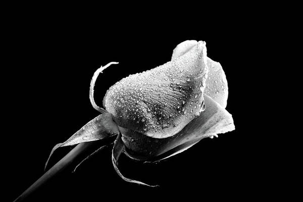 Black And White Art Print featuring the photograph Rose in black in white highlighted by Lilia S