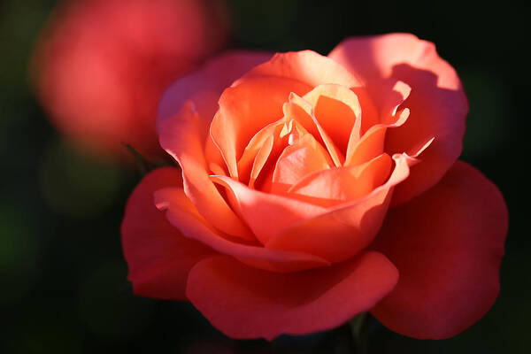 Rose Art Print featuring the photograph Rose with a Glow by Tammy Pool