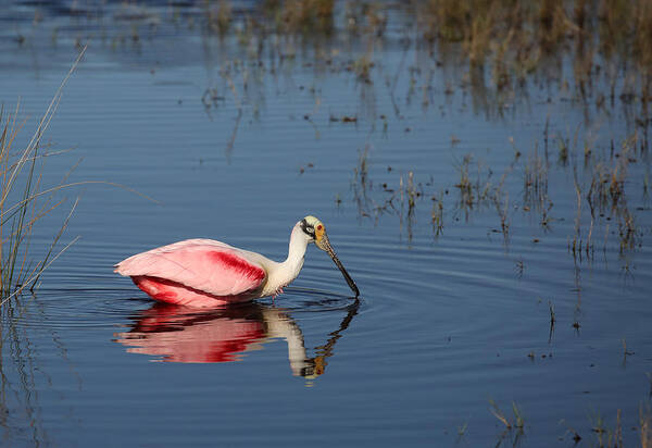 Platalea Ajaja Art Print featuring the photograph Roseate Spoonbill at Merritt Island NWR by Jean Clark