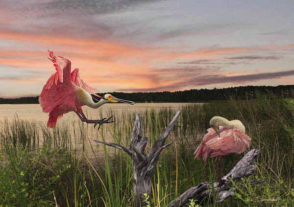 Birds Art Print featuring the digital art Roseate Spoonbills on Florida's Gulf Coast by M Spadecaller