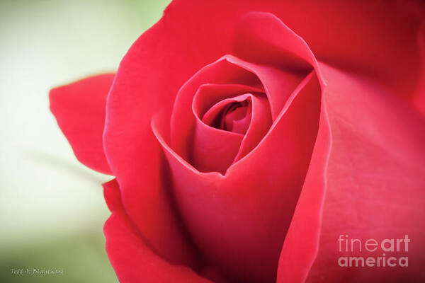 Bloom Art Print featuring the photograph Roses Are Red by Todd Blanchard