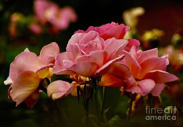 Roses Art Print featuring the photograph Roses By The Bunch by Craig Wood