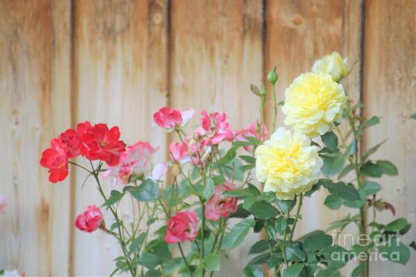 Roses Art Print featuring the photograph Swiss Roses by Merle Grenz