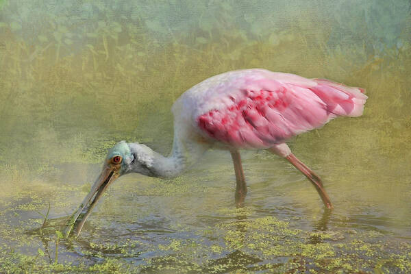 Roseate Spoonbill Art Print featuring the photograph Rosie by HH Photography of Florida