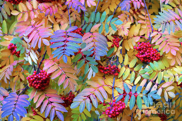 Sorbus Aucuparia Art Print featuring the photograph Rowan by Michele Penner