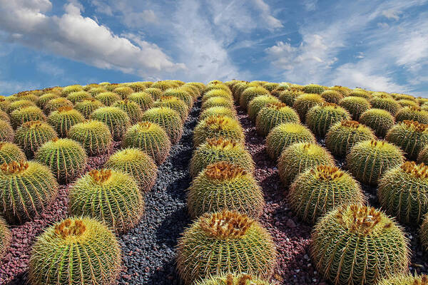 Arizona Art Print featuring the photograph Rows of Cacti up Hill.jpg by Darryl Brooks