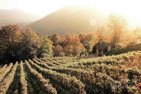 Autumn Art Print featuring the photograph Rows of vine in a vineyard in ticino, switzerland at sunset by Amanda Mohler
