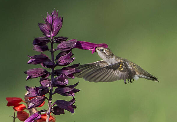 Wildlife Art Print featuring the photograph Ruby throated hummingbird at purple salvia flower by William Bitman