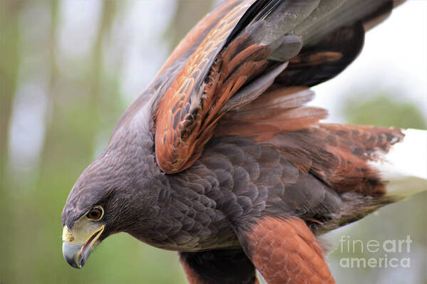Harris's Hawk Art Print featuring the photograph Ruffled Feathers by Kathy Kelly