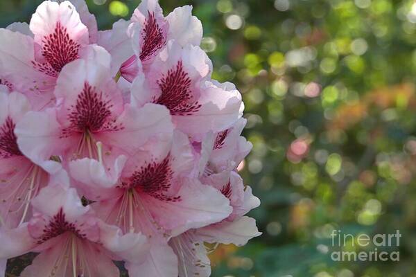 Rhododendron Art Print featuring the photograph Ruffled Rhodies by Patricia Strand