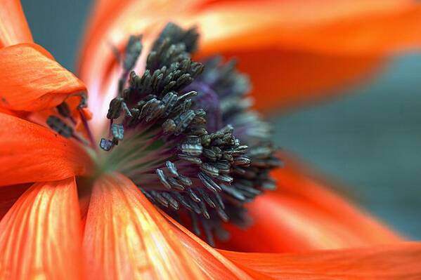 Flower Art Print featuring the photograph Ruin by Joseph Skompski