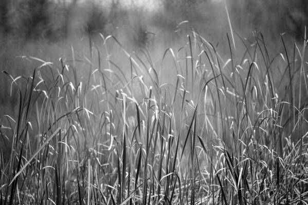 Rushes Art Print featuring the photograph Rushes by Mike Evangelist