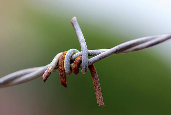 Minimal Art Print featuring the photograph Rusted Barb Wire by Prakash Ghai