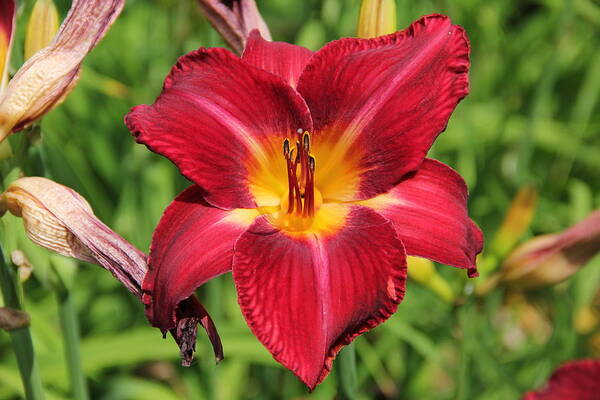 Daylily Art Print featuring the photograph Rustic Color Daylily by Allen Nice-Webb