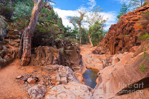 Sacred Canyon Flinders Ranges South Australia Australian Landscape Landscapes Outback Gum Trees Tree Water Erosion Art Print featuring the photograph Sacred Canyon by Bill Robinson