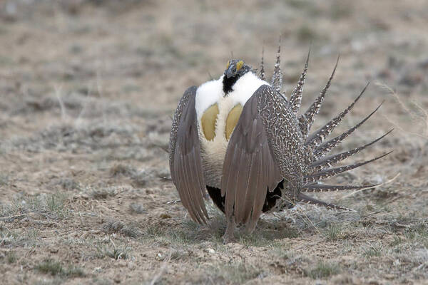 Grouse Art Print featuring the photograph Sage Grouse by Gary Beeler