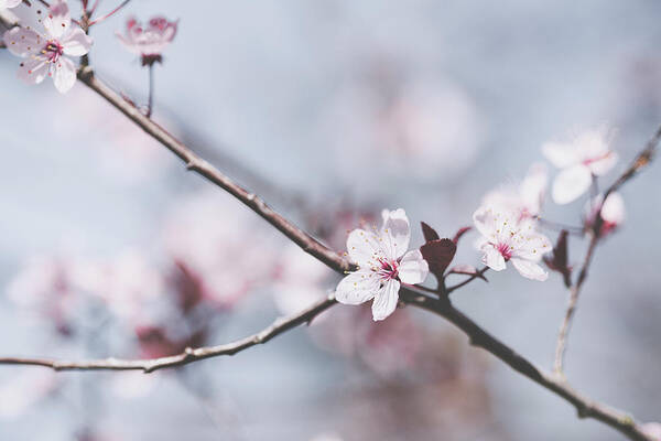 Sakura Art Print featuring the photograph Sakura #189 by Desmond Manny