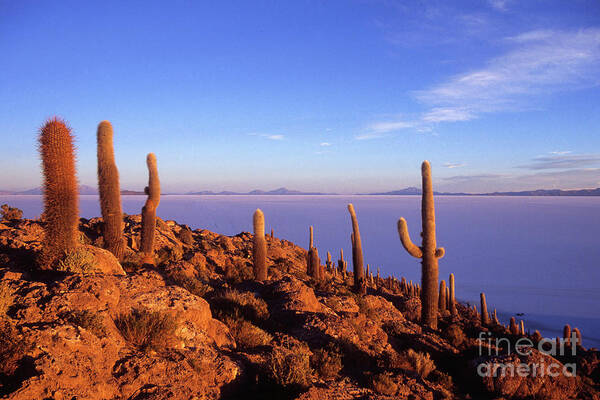 Bolivia Art Print featuring the photograph Salar de Uyuni and Cacti at Sunrise by James Brunker