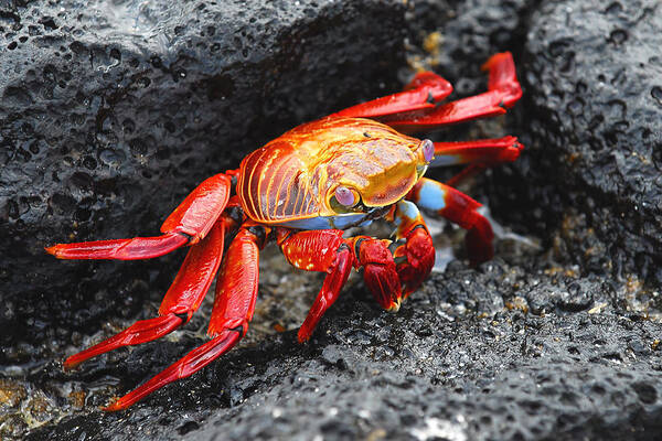 Sally Lightfoot Crab Art Print featuring the photograph Sally Lightfoot Crab by Alan Lenk