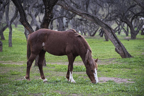 Wild Horses Art Print featuring the photograph Salt River Stallion grazes by Dave Dilli