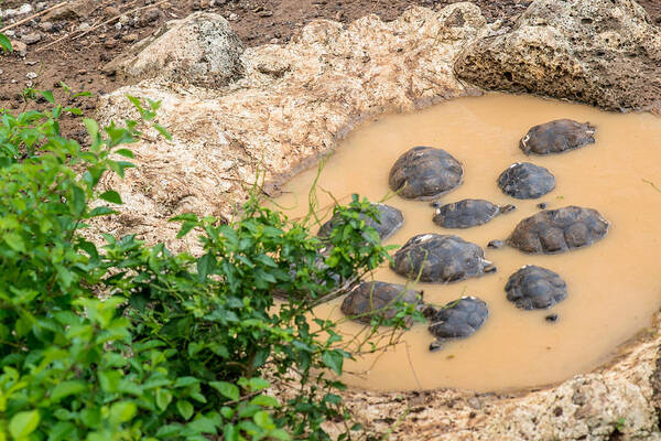 Galapagos Art Print featuring the photograph San Cristobal 2-Year Old Tortoises by Harry Strharsky