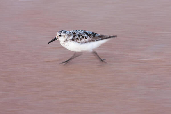 Sanderling Art Print featuring the photograph Sanderling On The Run by Paul Rebmann