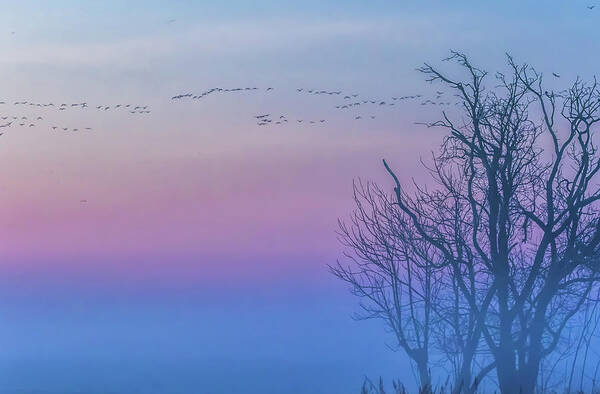 Landscape Art Print featuring the photograph Sandhill Crane Flyover at Sunrise by Marc Crumpler