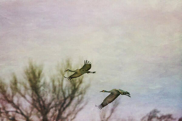 Sandhill Crane Art Print featuring the photograph Sandhill Cranes Flying - Texture by Kathy Adams Clark