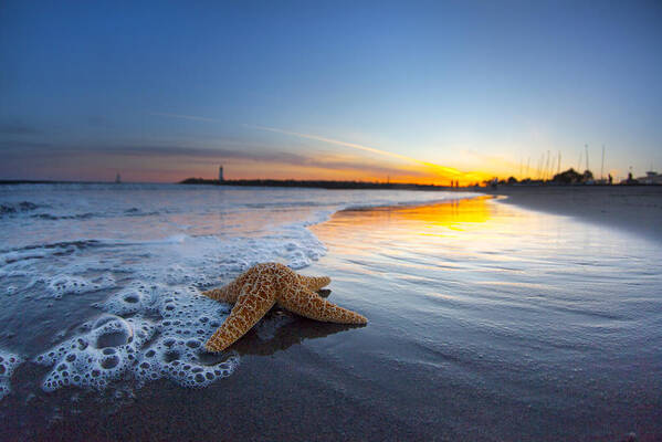 Santa Cruz Art Print featuring the photograph Santa Cruz Starfish by Sean Davey