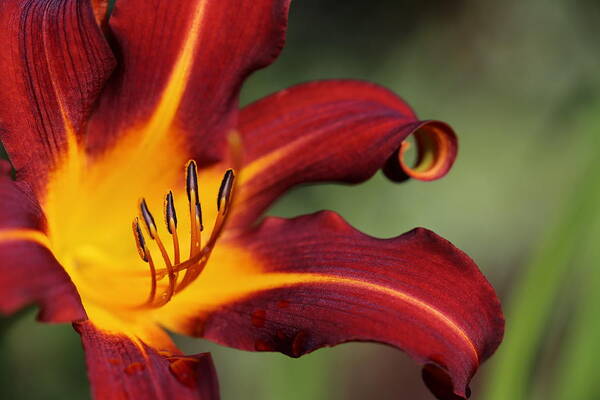Daylily Curl Art Print featuring the photograph Sassy Daylily by Tammy Pool