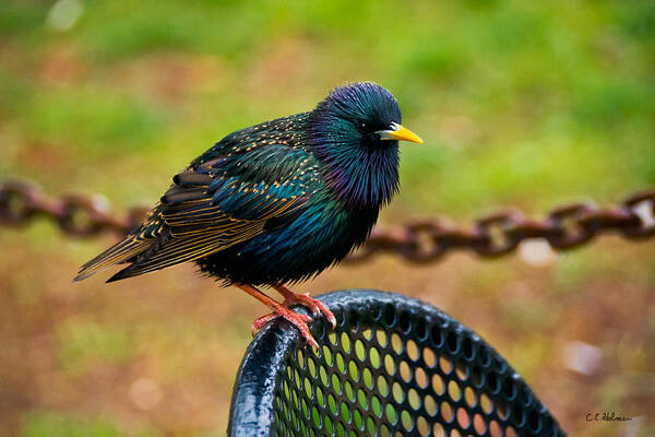 Bird Art Print featuring the photograph Saving A Seat by Christopher Holmes