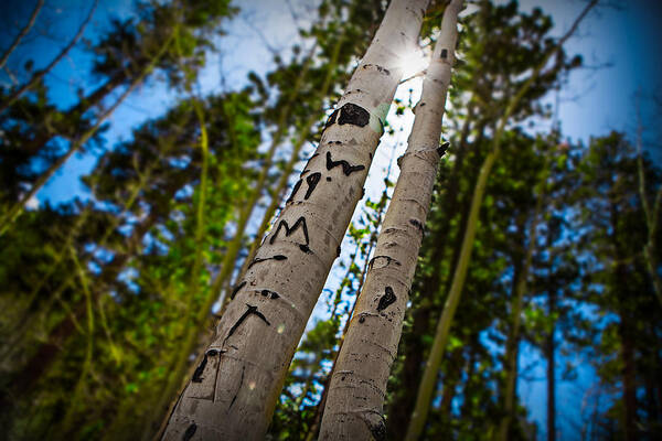 Birch Art Print featuring the photograph Scar Tissue by Ryan Smith