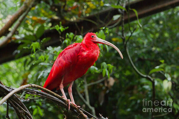 Scarlet Ibis Art Print featuring the photograph Scarlet Ibis by B.G. Thomson