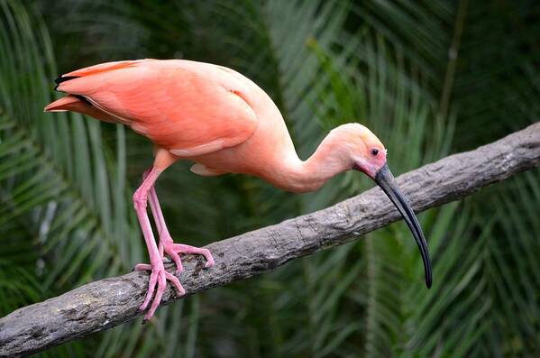 Jacksonville Zoo Art Print featuring the photograph Scarlet Ibis by Richard Bryce and Family