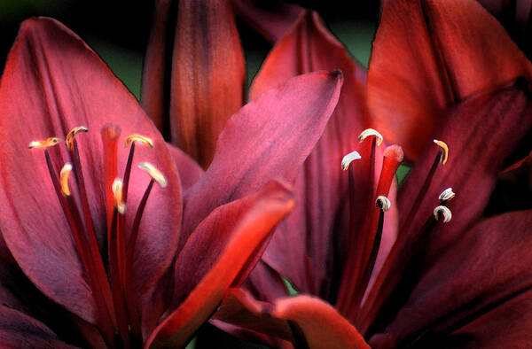 Scarlet Art Print featuring the photograph Scarlet Lilies by Kathleen Stephens