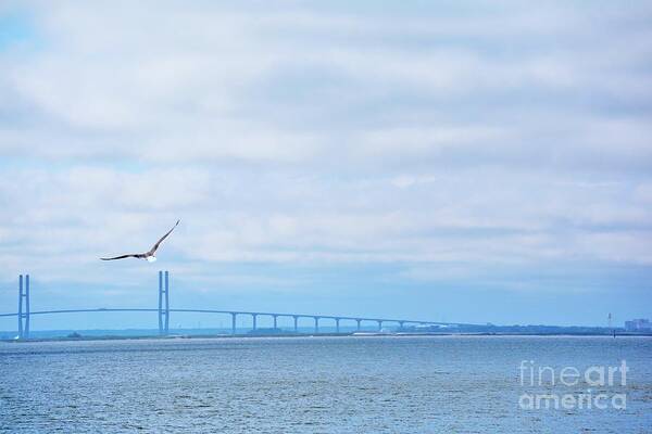 Birds Art Print featuring the photograph Scenic Flight by Jan Gelders