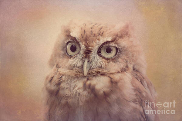 Screech Owl Art Print featuring the photograph Screech Owl 4 by Chris Scroggins