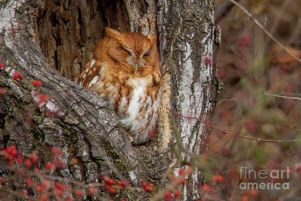 Owl Art Print featuring the photograph Screech Owl by Reva Dow