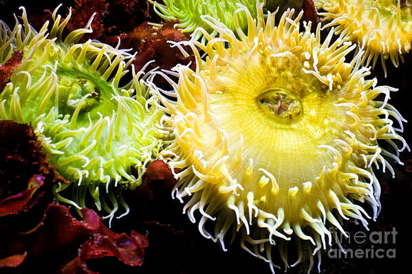 Sea Anemonies Art Print featuring the photograph Sea Anemony Dance by Sherry Curry