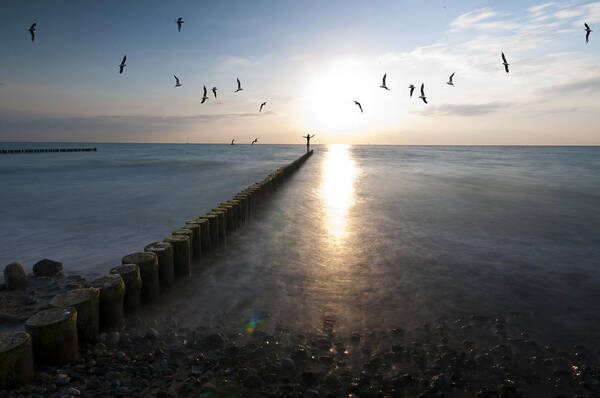 stsee Art Print featuring the photograph Sea birds sunset. by Nathan Wright